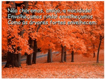 Arvore poesia-velhas-rvores-4-728