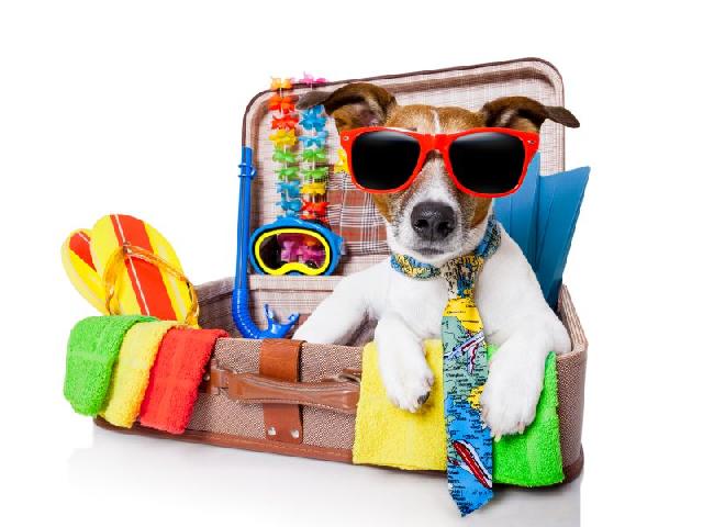 Bella passaporte-cachorros-gatos